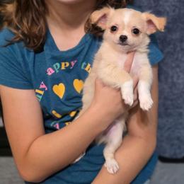 Parmesan - Cream male Chihuahua puppy in Demorest, Georgia from Sourpatch Chihuahuas
