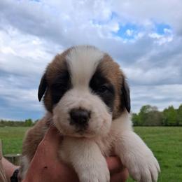 Rosalina - Brown and white female Saint Bernard puppy in Kinsman, Ohio from Coleman Saint Bernards of Ohio