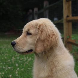 Golden Retriever Puppies from Riverstone Goldens