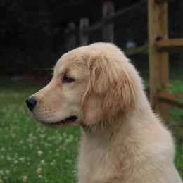 Golden Retriever Puppies from Riverstone Goldens