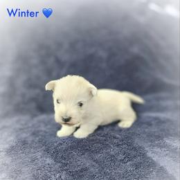 Winter - Blue Collar - White male West Highland White Terrier puppy in Toronto, Ohio from Shekinah’s Mi-Kis & Cricket Hill’s Westies