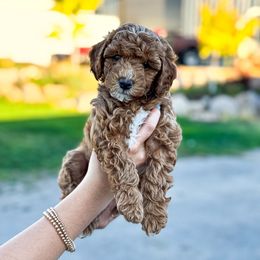 Navy - Red female Cavapoo puppy in Woodland Hills, Utah from The Fairy Paw Mother