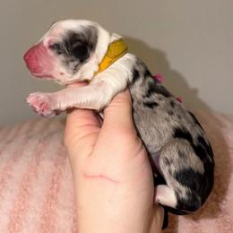 Pastel - Blue merle female Australian Shepherd puppy in Anniston, Alabama from All Hale Aussies