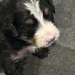 Bernedoodle and Goldendoodle Puppies from Forest Family Doodles