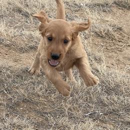 Copper - Golden male Golden Retriever puppy in Wellington, Colorado from High Country Golden Retrievers