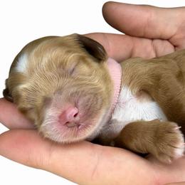 Pink - Red female Australian Labradoodle puppy in Upland, California from Kings Labradoodles