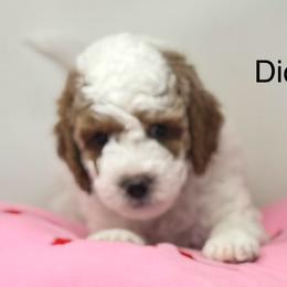 Dior - Parti female Goldendoodle puppy in Danville, Virginia from Stella’s Stunning Goldendoodles of VA