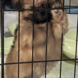 Shih Tzu Puppies from Staci Fidler
