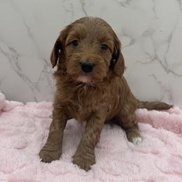 Callie - Red  female Goldendoodle puppy in Kansas City, Kansas from Bella & Ivy’s Mini Goldendoodles of KC