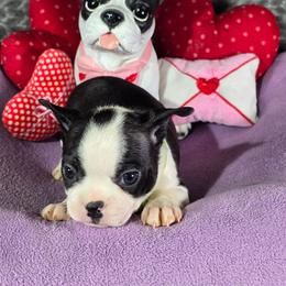 Aubrey - Black and white female Boston Terrier puppy in Millers Creek, North Carolina from Tumbling Shoals Hilltop Bostons