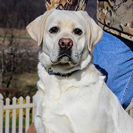Labrador Retriever All Grown Up from Larke Lab Kennels