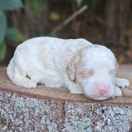 Grady - Red and white male Cockapoo puppy in Louisburg, North Carolina from Raven Oak's Shepherds