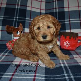 Clifford - Red male Cockapoo puppy in Hopkins, South Carolina from Sugar and Spice Cockapoos