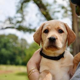 Cole- black collar - Yellow male Labrador Retriever puppy in Archer Lodge, North Carolina from Archer Lodge Labradors