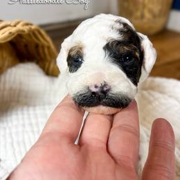 Donald Duck - Sable male Aussiedoodle puppy in Grove, Oklahoma from Guinn Family Farms