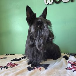 Roxie - Scottish Terrier