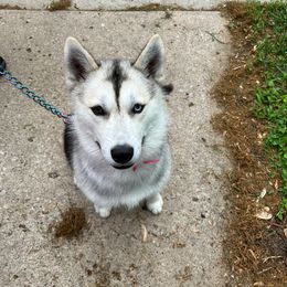 Siberian Husky puppies from Maine Coast Huskies