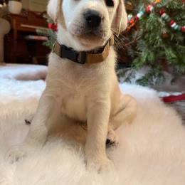 Brown - Yellow male Labrador Retriever puppy in Mission Viejo, California from Loving Puppy House