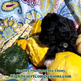 Aussiedoodle, Poodle, and Toy Australian Shepherd Puppies from High Desert Companions