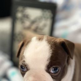 Boston Terriers from Mid-Michigan Boston Terriers