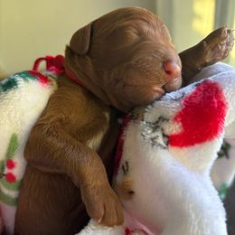 Holly - Red  female Goldendoodle puppy in Arcadia, California from Ginger Doodles