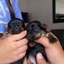 Yorkshire Terriers from Rio Grande Yorkies