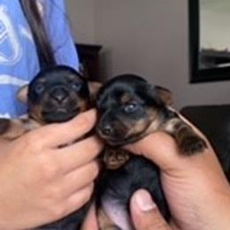 Yorkshire Terriers from Rio Grande Yorkies