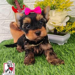 Andrea - Black and tan female Yorkshire Terrier puppy in California from Corazon de gigante