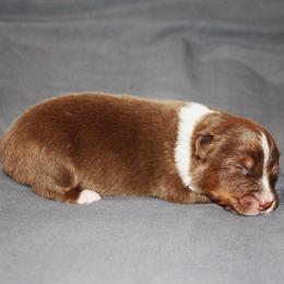 Courage - Red tri-color male Australian Shepherd puppy in Marshall, Indiana from Larkwood Australian Shepherds
