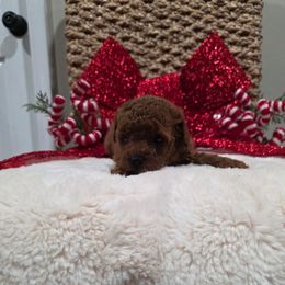 Quenelle (AKC) - Red  female Poodle puppy in Rainbow City, Alabama from Spinks Poodles