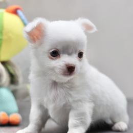 Portia - Chocolate and white female Chihuahua puppy in Tulsa, Oklahoma from H-3 Chihuahuas