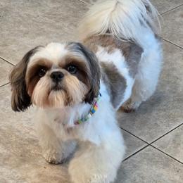 Cato - Shih Tzu