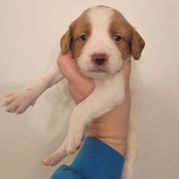 Male 6 - Orange and white male Brittany puppy in Rhoadesville, Virginia from HOMESCHOOLED BRITTANYS LLC