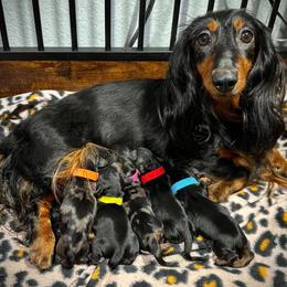 Pink - Dapple female Dachshund puppy in North Port, Florida from Jessica Louise Dachshunds