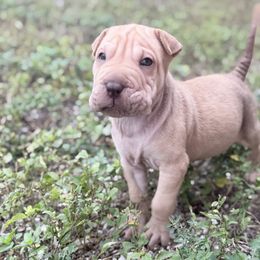 Dill Pickle - Brown sable male Chinese Shar-Pei puppy in Lehigh Acres, Florida from Florida Wrinkles