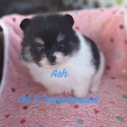 Ash - Black parti male Pomeranian puppy in Oologah, Oklahoma from GG's Pomeranians