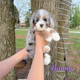 Bunny - Merle female Bernedoodle puppy in Mount Vernon, Missouri from PoodlelyDoodlely