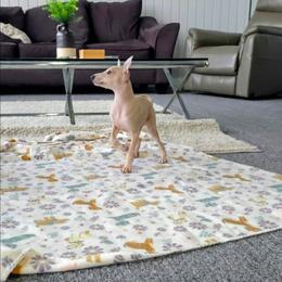 Liberace - Fawn male Italian Greyhound puppy in Jacksonville, Alabama from Adornare Kennels