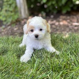 Cavapoo and Havapoo Puppies from Meadowlark Doodles