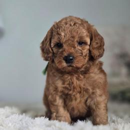 Goofy - Red  male Goldendoodle puppy in Newdale, Idaho from Canyon Creek Puppies