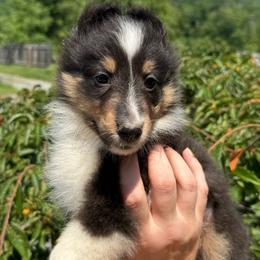 Tri girl 1 - Black white and tan female Shetland Sheepdog puppy in Middleburgh, New York from StoneyAcre