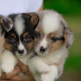 French Bulldogs and Pembroke Welsh Corgis from Frenchielife