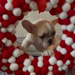 Bandit - White and fawn male French Bulldog puppy in Cañon City, Colorado from Terri Geiser-Gilchrist