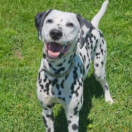 Legend - Dalmatian