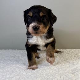 Samantha - Black tri-color female Aussiedoodle puppy in Adams, Nebraska from Boxcar Doodles and Poodles