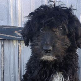Aussiedoodles from Riot's AussieDoodles