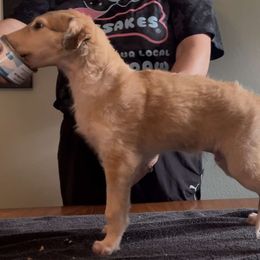 Boy 3 - male Borzoi puppy in Des Moines, Iowa from Luxor Borzoi