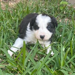 Till - Black and white male Border Collie puppy in Mckinney, Texas from Border Collies of Ruidoso