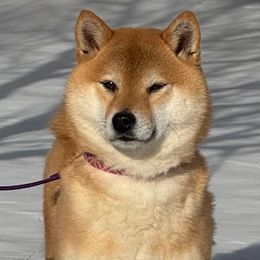 Rikka - Shiba Inu