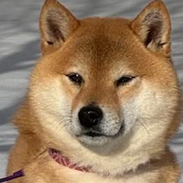 Rikka - Shiba Inu